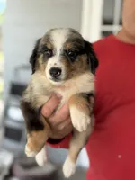 Campeon, a male Australian Shepherd for sale in Ocala, FL – 3 of 3