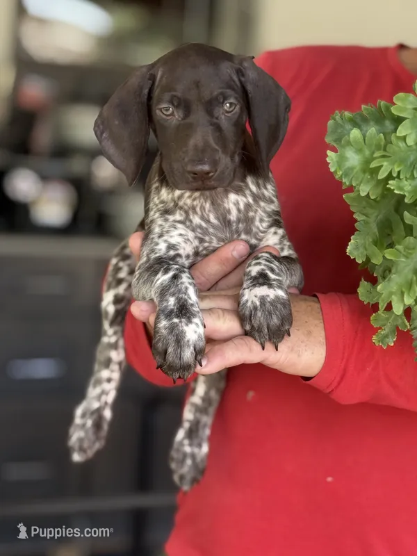 Sami – German Shorthaired Pointer puppy for sale in Ocala, FL
