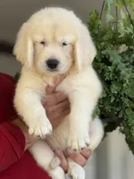 Aquile, a male English Cream Golden Retriever for sale in Ocala, FL – 3 of 5