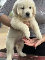 Mila, a female English Cream Golden Retriever for sale in Ocala, FL – 2 of 3