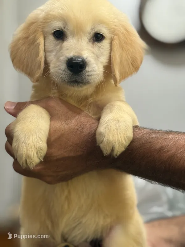 Sam – Golden Retriever puppy for sale in Ocala, FL