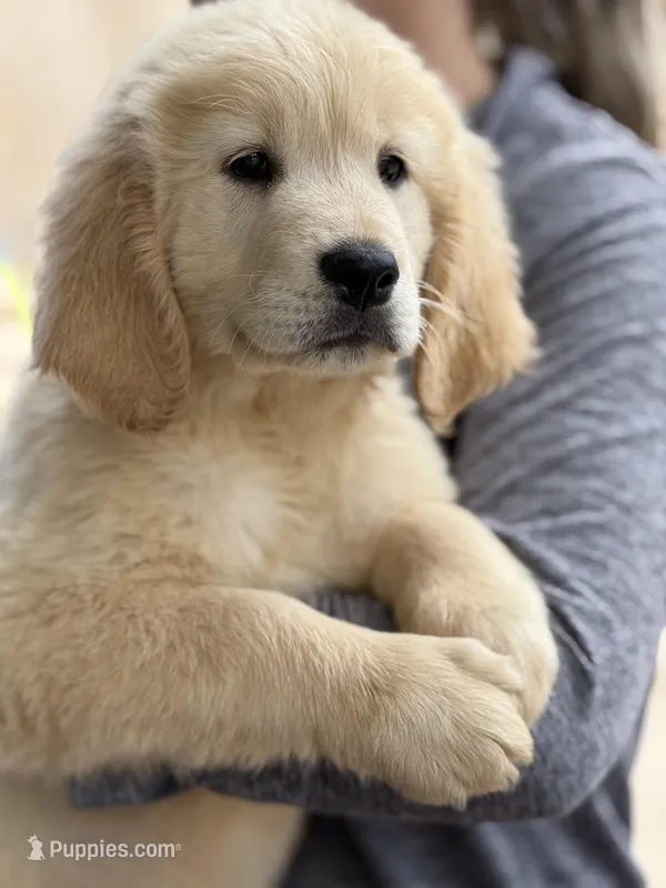 Lola – Golden Retriever puppy for sale in Ocala, FL