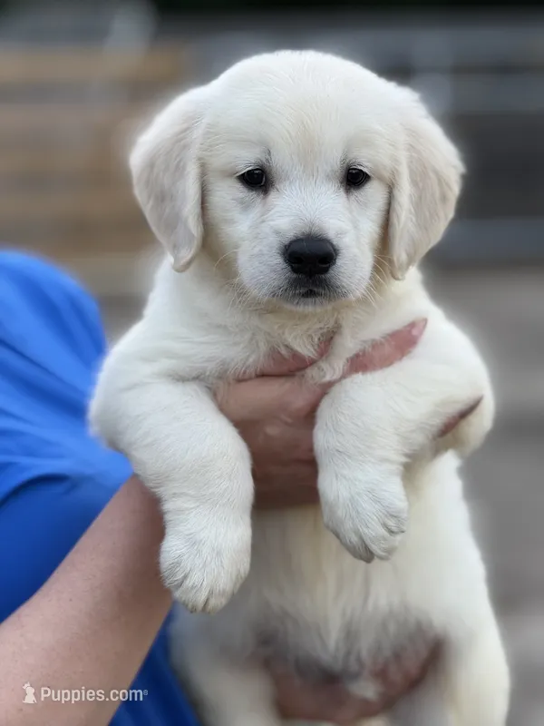 Bruno  – Golden Retriever puppy for sale in Ocala, FL