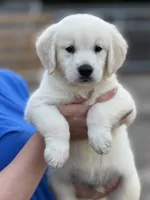 Bruno , a male Golden Retriever for sale in Ocala, FL – 1 of 2