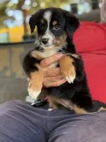 Luna, a female Australian Shepherd for sale in Ocala, FL – 2 of 2