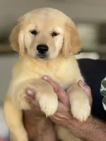 Bruno, a male Golden Retriever for sale in Ocala, FL – 2 of 3