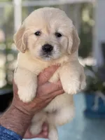 Sam, a male Golden Retriever for sale in Ocala, FL – 2 of 3