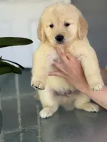 Sam, a male Golden Retriever for sale in Ocala, FL – 3 of 3