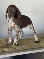 Celeste , a female German Shorthaired Pointer for sale in Ocala, FL – 2 of 2