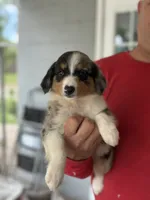 Blue, a female Australian Shepherd for sale in Ocala, FL – 2 of 2