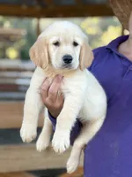 Dragon , a male Golden Retriever for sale in Ocala, FL – 2 of 3