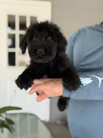 Sonja, a female Giant Schnauzer for sale in Ocala, FL – 3 of 3