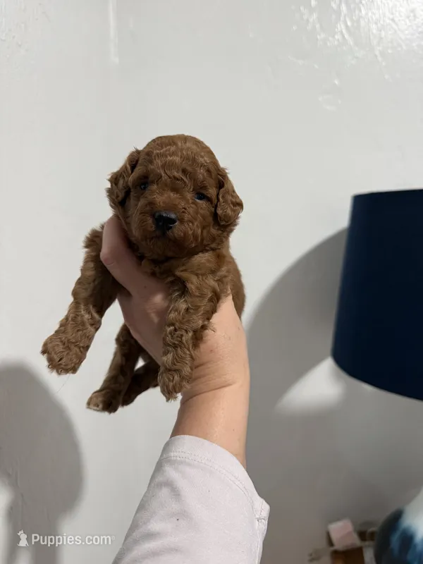 Coco – Poodle - Toy  puppy for sale in Ocala, FL