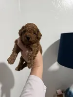 Coco, a male Poodle - Toy  for sale in Ocala, FL – 2 of 2