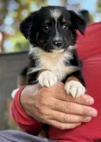 Aquiles, a male Australian Shepherd for sale in Ocala, FL – 1 of 2