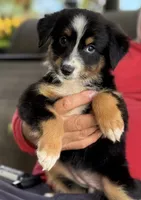 Luna, a female Australian Shepherd for sale in Ocala, FL – 1 of 2