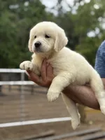Mila, a female English Cream Golden Retriever for sale in Ocala, FL – 3 of 3