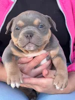 Luna, a female American Bully for sale in Ocala, FL – Photo 2 of 2