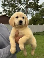 Luna, a female Golden Retriever for sale in Ocala, FL – 3 of 3