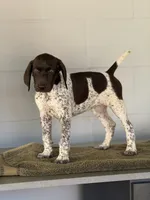 Luna, a female German Shorthaired Pointer for sale in Ocala, FL – 2 of 3