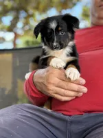 Aquiles, a male Australian Shepherd for sale in Ocala, FL – 2 of 2