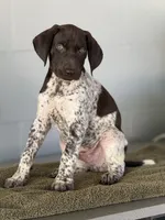 Sam, a male German Shorthaired Pointer for sale in Ocala, FL – 2 of 2