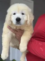 Bruno, a male English Cream Golden Retriever for sale in Ocala, FL – 2 of 2