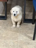 Linda, a female Golden Retriever for sale in Ocala, FL – 2 of 3