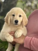Lucas, a male Golden Retriever for sale in Ocala, FL – 2 of 2