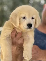 Aquile, a male Golden Retriever for sale in Ocala, FL – 2 of 3
