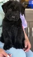 Dragon, a male Giant Schnauzer for sale in Ocala, FL – Photo 2 of 2