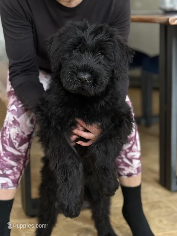 Dragon – Giant Schnauzer puppy for sale in Ocala, FL