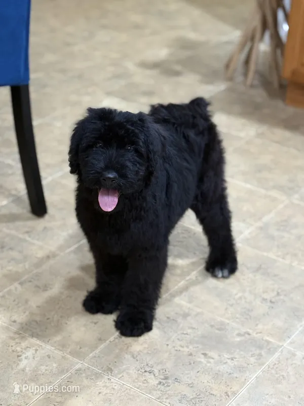 Dragon – Giant Schnauzer puppy for sale in Ocala, FL