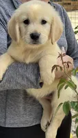 Luna, a female Golden Retriever for sale in Ocala, FL – 3 of 3
