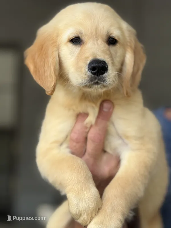 Lucas – Golden Retriever puppy for sale in Ocala, FL