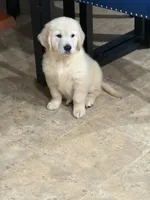 Linda, a female Golden Retriever for sale in Ocala, FL – 3 of 3