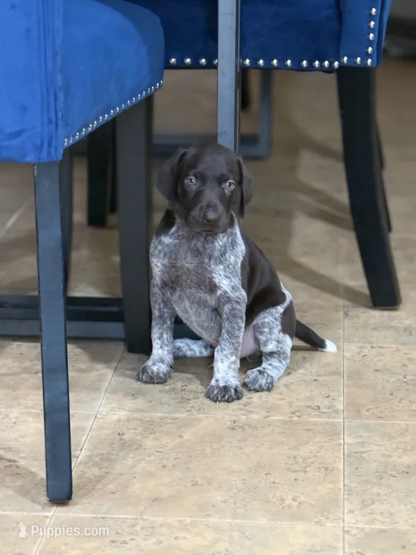 Lucas – German Shorthaired Pointer puppy for sale in Ocala, FL