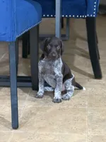 Lucas, a male German Shorthaired Pointer for sale in Ocala, FL – 1 of 3