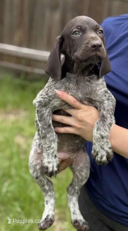 Lucas – German Shorthaired Pointer puppy for sale in Ocala, FL