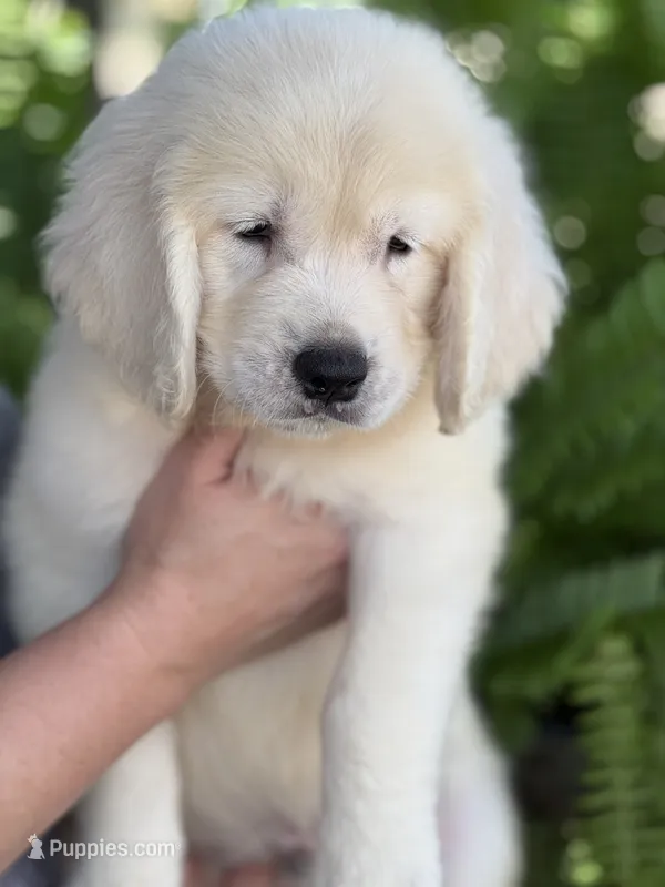 Aquile – English Cream Golden Retriever puppy for sale in Ocala, FL