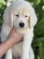 Aquile, a male English Cream Golden Retriever for sale in Ocala, FL – 1 of 5