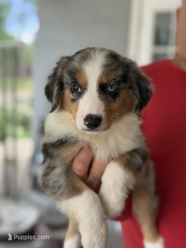 Lola – Australian Shepherd puppy for sale in Ocala, FL