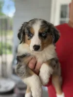 Lola, a female Australian Shepherd for sale in Ocala, FL – 1 of 1
