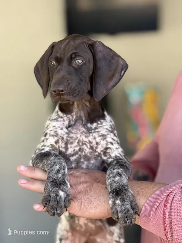 Luna – German Shorthaired Pointer puppy for sale in Ocala, FL