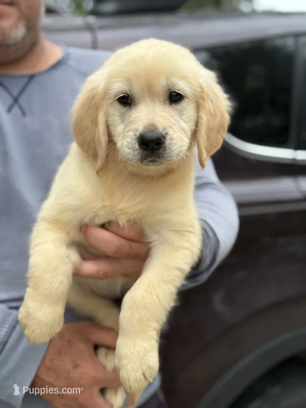 Luna – Golden Retriever puppy for sale in Ocala, FL