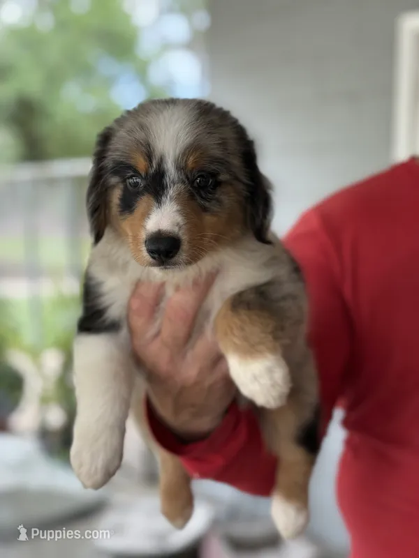 Campeon – Australian Shepherd puppy for sale in Ocala, FL
