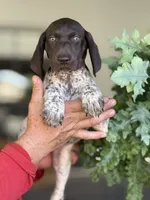 Luna, a female German Shorthaired Pointer for sale in Ocala, FL – 3 of 3