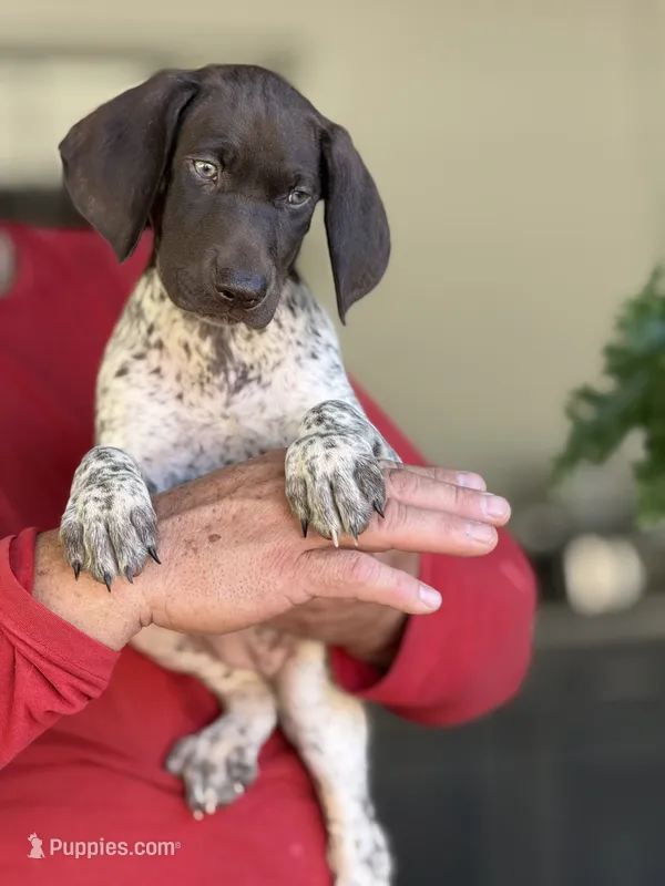 Luna – German Shorthaired Pointer puppy for sale in Ocala, FL