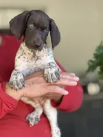 Luna, a female German Shorthaired Pointer for sale in Ocala, FL – 1 of 3