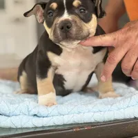 Aquiles, a male American Bully for sale in Ocala, FL – Photo 2 of 3